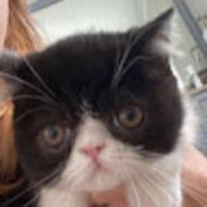 Meet your Posher, Ella